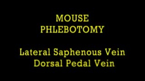 Thumbnail for entry Mouse Phlebotomy