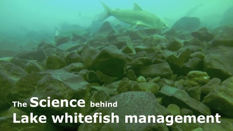 Thumbnail for entry The Science behind lake whitefish management