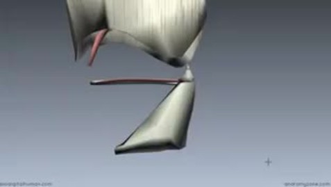 3d Muscles Of The Larynx Part 1 Msu Mediaspace