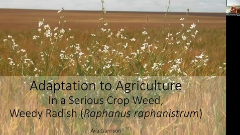 Thumbnail for Ava Garrison Defense Seminar - Adaptation to Agriculture In a Serious Crop Weed, Weedy Radish (Raphanus raphanistrum)