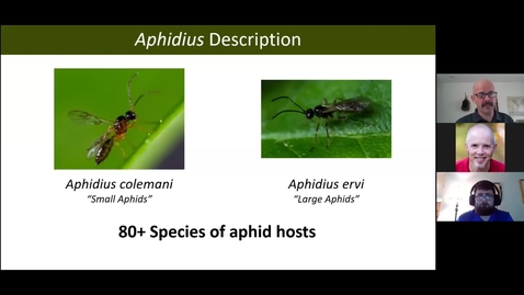 Thumbnail for entry Bug Bites! Session 2: Aphidoletes and aphid parasitoids - 13 Oct 2020