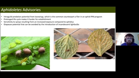 Thumbnail for Bug Bites! Session 2: Aphidoletes and aphid parasitoids - 13 Oct 2020