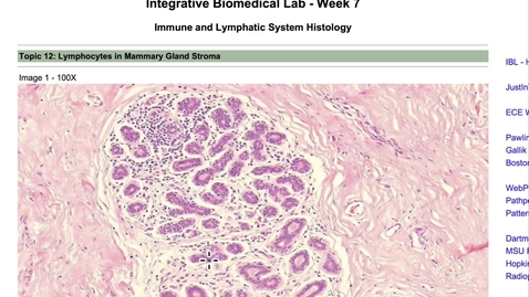 Thumbnail for entry 07-12 Lymphocytes in Mammary Gland Stroma