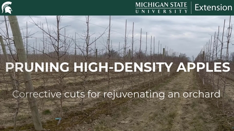 Thumbnail for entry Pruning High-Density Apples - Corrective Cuts for Rejuvenating an Orchard