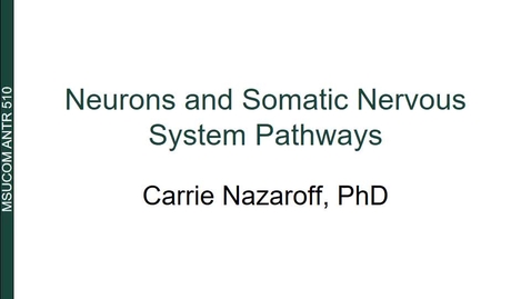 Thumbnail for entry ANTR510 Neurons and Somatic Nervous System Pathways