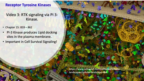 Thumbnail for 014 Video 3 RTKs and PI-3 Kinase