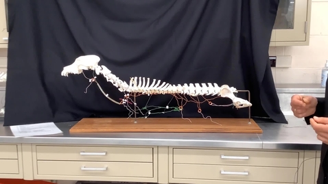 Thumbnail for entry VM517 Parasympathetic and sympathetic system wire model demo