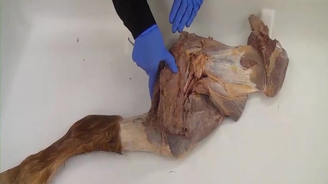 Thumbnail for entry VM 516-Nerves of the equine brachial plexus (Dissection)