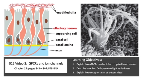 Thumbnail for entry 012 Video 2 G-protein signaling via ion channels