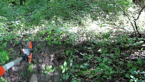 Thumbnail for entry Outdoor Morel Inoculation Overview