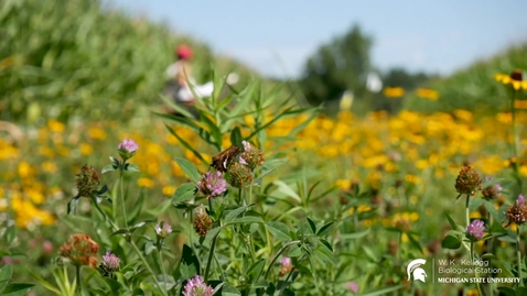 Thumbnail for entry Moments From The Field: Butterfly Surveys