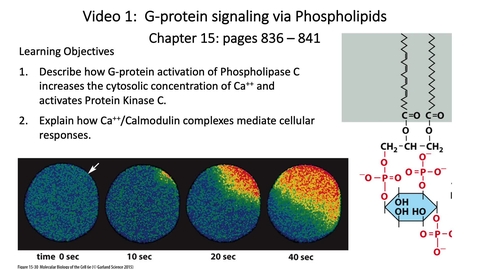Thumbnail for entry 013 Video 1 G-Protein signaling via phospholipids