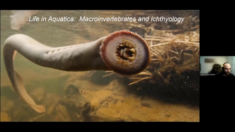 Thumbnail for 2022 MIMN SDO Aquatica Fish *