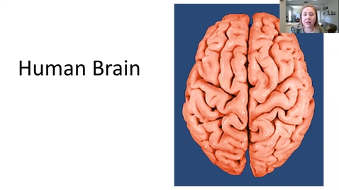 Thumbnail for Make a Play-Doh Neuron!