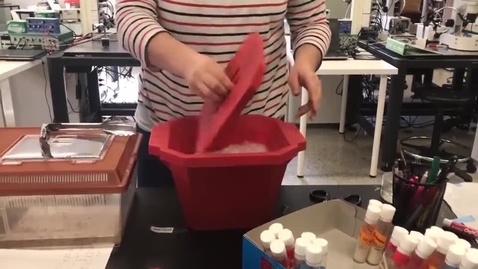 Thumbnail for Clip of Clip of Crayfish resting potential demonstration Part 1 original 137