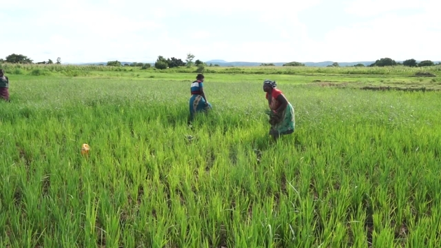 Fertilizer Policy Reform In Malawi Feed The Future Innovation Lab For Food Security Policy