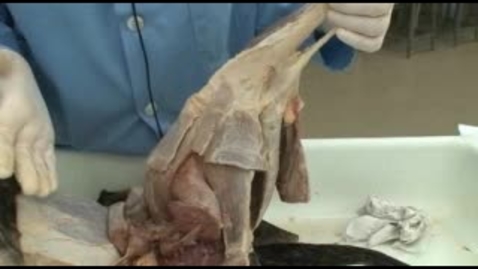 Thumbnail for entry VM 516-Hind limb muscles of the crus and calcanean tendon. Dissection video