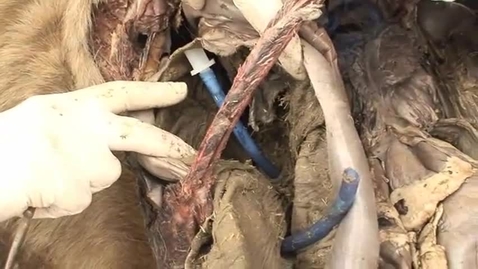 Thumbnail for entry VM 525-Equine abdominal cavity 13