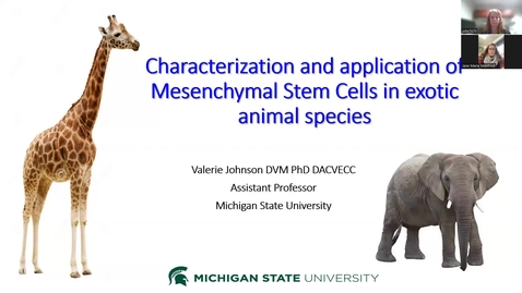 Thumbnail for entry PDI Seminar 1.25.24 - Characterization and application of mesenchymal stem cells  in exotic animal species