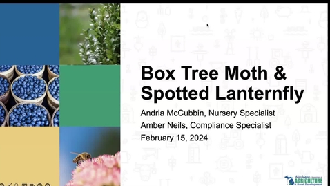 Thumbnail for An Emerging Threat: Box Tree Moth and Spotted Lanternfly in Michigan