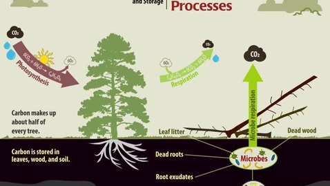Thumbnail for Carbon Processes: Sources and Storage