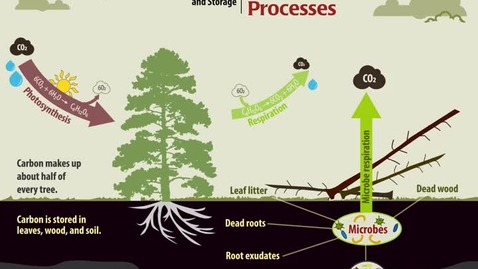 Thumbnail for entry Carbon Processes: Sources and Storage