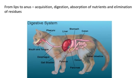Thumbnail for entry VM 525-2021 Intro to Digestive system and to course