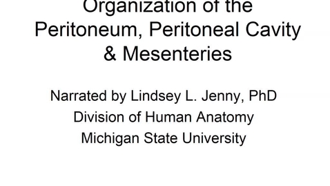 Thumbnail for entry ANTR510 (015) Organization of the Peritoneum, Peritoneal Cavity, &amp; Mesenteries