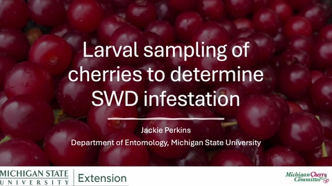 Thumbnail for Larval sampling of cherries to determine SWD infestation