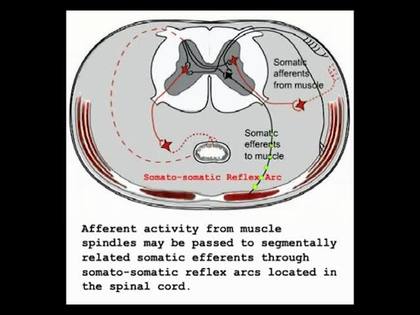 difference between somatic and visceral reflex