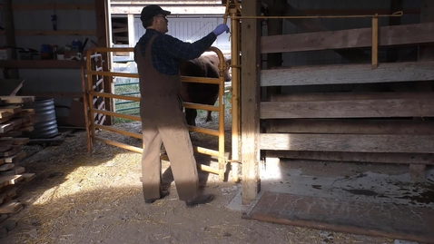 Thumbnail for Breeding Soundness Exam Clinic - West Branch, MI