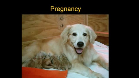 Thumbnail for entry VM_554_11282011_Pregnancy___Johnson