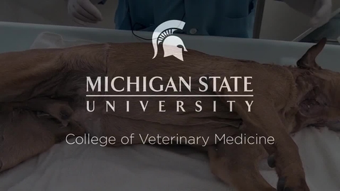Thumbnail for entry VM 516-Preparation for brachial plexus dissection Dissection video (dog)