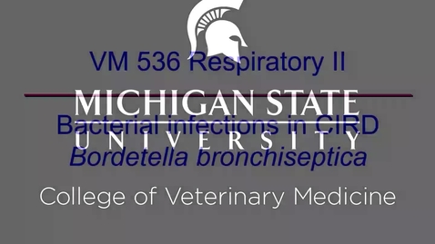 Thumbnail for entry VM 536-Bacterial infection in CIRD-Bordetella bronchiseptica