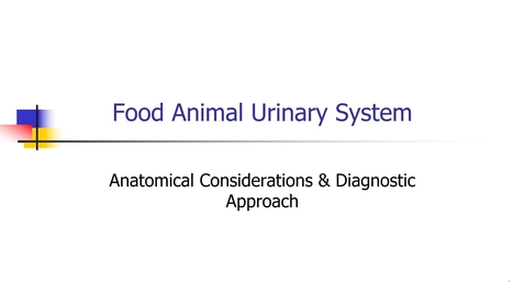 Thumbnail for entry VM 568-Food_Animal_Urinary_Tract_Diagnostic_Approach-Anatomical Considerations &amp; Diagnostic Approach