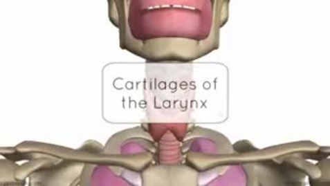 Thumbnail for entry 3D Layrngeal Cartilages