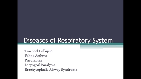 Thumbnail for entry VM 255 Respiratory 1 (Tracheal Collapse, Feline Asthma, Pneumonia)