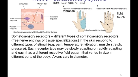 Thumbnail for entry Lovell HM591FS20 Week06 Somatosensory
