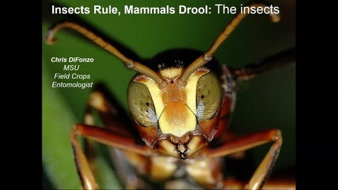 Thumbnail for entry Insect morphology