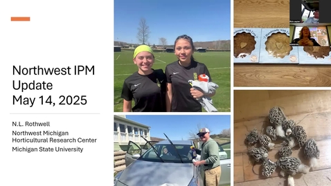 Thumbnail for May 14, 2025 MSUE Tree Fruit IPM Update for Northwest Michigan