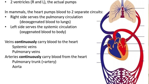 Thumbnail for entry VM 518-Intoduction to the anatomy of the cardiovascular system