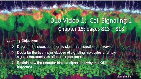 Thumbnail for entry 010 Video 1-Cell Signaling 1