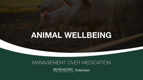 Thumbnail for entry Small Swine Farm Animal Wellbeing