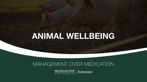 Thumbnail for Small Swine Farm Animal Wellbeing