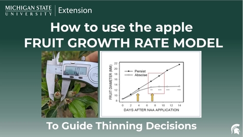Thumbnail for How to Use the Fruit Growth Model to Guide Apple Thinning Decisions