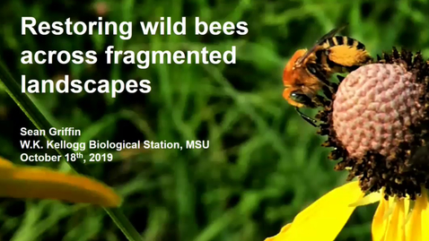 Thumbnail for Restoring wild bees across fragmented landscapes
