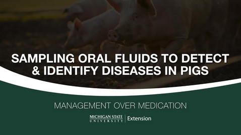 Thumbnail for entry Sampling Oral Fluids To Detect and Identify Diseases in Pigs