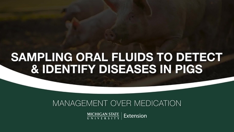 Thumbnail for Sampling Oral Fluids To Detect and Identify Diseases in Pigs