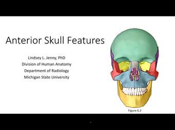 The skull bones anterior view