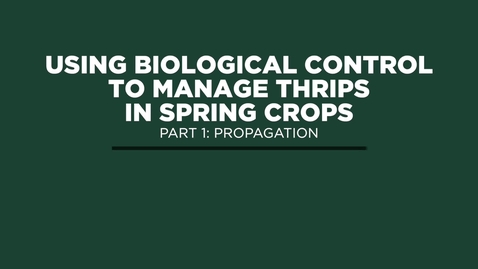 Thumbnail for Using Biological Control to Manage Thrips in Spring Crops - Part 1: Propagation
